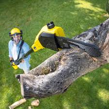 Best Lawn Mowing  in Pojoaque, NM