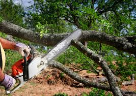 Best Utility Line Clearance  in Pojoaque, NM