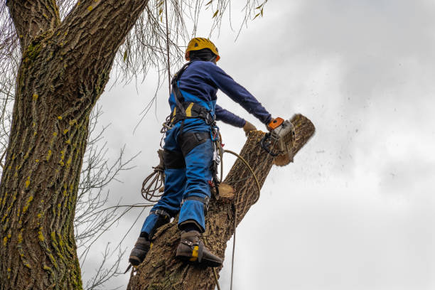 Best Leaf Removal  in Pojoaque, NM
