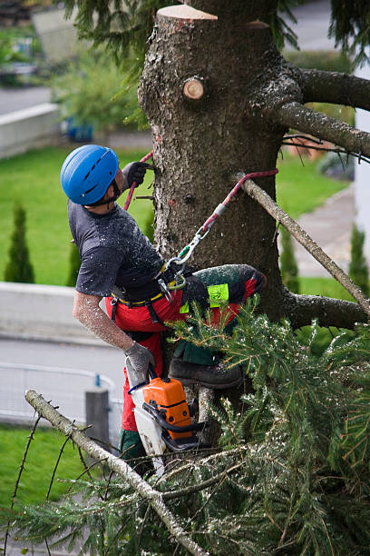 Best Hedge Trimming  in Pojoaque, NM