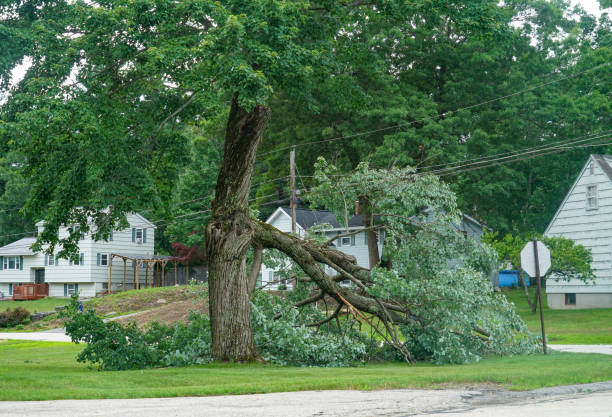 Best Arborist Consultation Services  in Pojoaque, NM