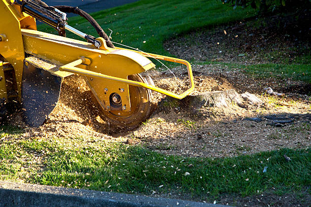Best Tree Mulching  in Pojoaque, NM