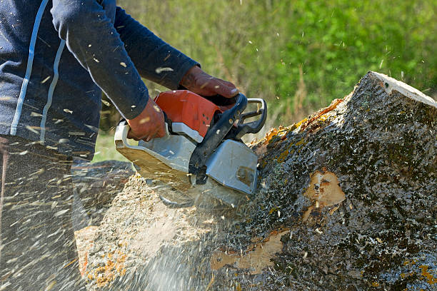 Best Weed Control  in Pojoaque, NM