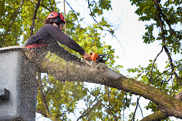 How Our Tree Care Process Works  in  Pojoaque, NM